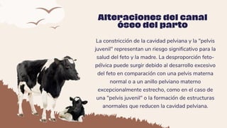 La constricción de la cavidad pelviana y la "pelvis
juvenil" representan un riesgo significativo para la
salud del feto y la madre. La desproporción feto-
pélvica puede surgir debido al desarrollo excesivo
del feto en comparación con una pelvis materna
normal o a un anillo pelviano materno
excepcionalmente estrecho, como en el caso de
una "pelvis juvenil" o la formación de estructuras
anormales que reducen la cavidad pelviana.
Alteraciones del canal
óseo del parto
 