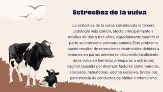 La estrechez de la vulva, considerada la tercera
patología más común, afecta principalmente a
novillas de dos a tres años, especialmente cuando el
parto se interviene prematuramente.Este problema
puede resultar de retracciones cicatriciales debidas a
lesiones en partos anteriores, desarrollo insuficiente
de la vulva en hembras primíparas o estrechez
vaginal causada por diversos factores como tumores,
abscesos, hematomas, edema excesivo, bridas por
persistencia de conductos de Müller o infantilismo
Estrechez de la vulva
 