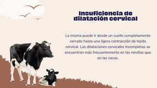 La misma puede ir desde un cuello completamente
cerrado hasta una ligera contracción de tejido
cervical. Las dilataciones cervicales incompletas se
encuentran más frecuentemente en las novillas que
en las vacas.
Insuficiencia de
dilatación cervical
 