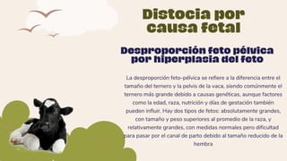 Distocia por
causa fetal
La desproporción feto-pélvica se refiere a la diferencia entre el
tamaño del ternero y la pelvis de la vaca, siendo comúnmente el
ternero más grande debido a causas genéticas, aunque factores
como la edad, raza, nutrición y días de gestación también
pueden influir. Hay dos tipos de fetos: absolutamente grandes,
con tamaño y peso superiores al promedio de la raza, y
relativamente grandes, con medidas normales pero dificultad
para pasar por el canal de parto debido al tamaño reducido de la
hembra
Desproporción feto pélvica
por hiperplasia del feto
 