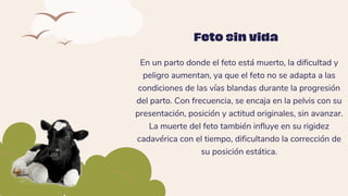 En un parto donde el feto está muerto, la dificultad y
peligro aumentan, ya que el feto no se adapta a las
condiciones de las vías blandas durante la progresión
del parto. Con frecuencia, se encaja en la pelvis con su
presentación, posición y actitud originales, sin avanzar.
La muerte del feto también influye en su rigidez
cadavérica con el tiempo, dificultando la corrección de
su posición estática.
Feto sin vida
 