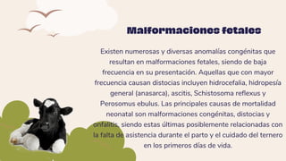 Existen numerosas y diversas anomalías congénitas que
resultan en malformaciones fetales, siendo de baja
frecuencia en su presentación. Aquellas que con mayor
frecuencia causan distocias incluyen hidrocefalia, hidropesía
general (anasarca), ascitis, Schistosoma reflexus y
Perosomus ebulus. Las principales causas de mortalidad
neonatal son malformaciones congénitas, distocias y
onfalitis, siendo estas últimas posiblemente relacionadas con
la falta de asistencia durante el parto y el cuidado del ternero
en los primeros días de vida.
Malformaciones fetales
 