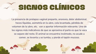 SIGNOS CLÍNICOS
La presencia de prolapso vaginal preparto, anorexia, dolor abdominal,
heces líquidas, asimetría en la ubre, cola levantada, pérdida de
volumen de la ubre, etc. van a aportar información relevante. Uno de
los signos más indicativos de que se aproxima el parto es que la vaca
se separe del resto. El animal se encuentra incómodo, no acude a
comer, se levanta y se tumba, y pierde el tapón mucoso.
 