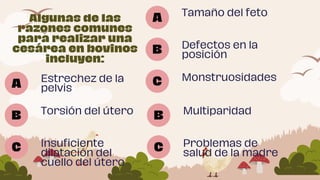 A
Algunas de las
razones comunes
para realizar una
cesárea en bovinos
incluyen:
B
C
Tamaño del feto
Defectos en la
posición
Monstruosidades
A
B
C
Estrechez de la
pelvis
Torsión del útero
Insuficiente
dilatación del
cuello del útero
B
C
Multiparidad
Problemas de
salud de la madre
 