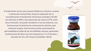 El tratamiento común para el parto distócico en bovinos, cuando
la extracción manual falla, incluye la aplicación de un
reconstituyente mineralizante intravenoso (Calcidex Forte®)
con dextrosa al 50% y boro gluconato de calcio al 27%, entre
otros minerales. Se puede considerar el uso de oxitocina, una
hormona que incrementa las contracciones uterinas, para
estimular el parto. Esta hormona actúa aumentando la
permeabilidad al sodio de las microfibrillas uterinas, generando
contracciones del útero con una respuesta en 3 a 5 minutos y
duración de 15 a 20 minutos (Andolfato, 2014).
 