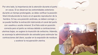 Por otro lado, la importancia de la atención durante el parto
en vacas. Si se observan las extremidades exteriores
durante un tiempo prolongado, se debe verificar la posición
fetal introduciendo la mano en el aparato reproductor de la
hembra. Si hay una posición anómala, se deben corregir, y
se puede facilitar la extracción lubricando el canal del parto
con vaselina o aceite mineral. Si el feto está en posición
correcta pero el parto se retrasa debido a contracciones
uterinas bajas, se sugiere la inyección de oxitocina. Además,
se aconseja la administración de estradiol para estimular las
contracciones del útero, ayudar en la expulsión de residuos
y acelerar la recuperación uterina.
 