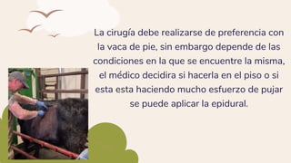 La cirugía debe realizarse de preferencia con
la vaca de pie, sin embargo depende de las
condiciones en la que se encuentre la misma,
el médico decidira si hacerla en el piso o si
esta esta haciendo mucho esfuerzo de pujar
se puede aplicar la epidural.
 