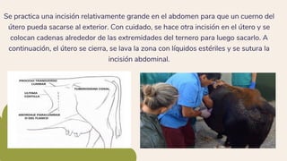 Se practica una incisión relativamente grande en el abdomen para que un cuerno del
útero pueda sacarse al exterior. Con cuidado, se hace otra incisión en el útero y se
colocan cadenas alrededor de las extremidades del ternero para luego sacarlo. A
continuación, el útero se cierra, se lava la zona con líquidos estériles y se sutura la
incisión abdominal.
 