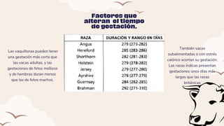 Factores que
alteran el tiempo
de gestación.
Las vaquillonas pueden tener
una gestación más corta que
las vacas adultas, y las
gestaciones de fetos mellizos
y de hembras duran menos
que las de fetos machos.
También vacas
subalimentadas o con estrés
calórico acortan su gestación.
Las razas índicas presentan
gestaciones unos días más
largas que las razas
británicas
 