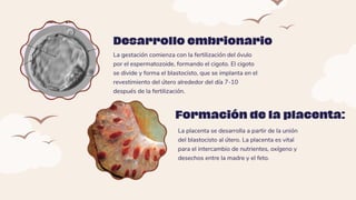 La gestación comienza con la fertilización del óvulo
por el espermatozoide, formando el cigoto. El cigoto
se divide y forma el blastocisto, que se implanta en el
revestimiento del útero alrededor del día 7-10
después de la fertilización.
Desarrollo embrionario
La placenta se desarrolla a partir de la unión
del blastocisto al útero. La placenta es vital
para el intercambio de nutrientes, oxígeno y
desechos entre la madre y el feto.
Formación de la placenta:
 