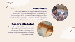 Durante la gestación, se producen cambios hormonales
significativos. La hormona gonadotropina coriónica (hGC) es
liberada por el embrión temprano y luego por la placenta. Otras
hormonas como la progesterona y la relaxina también desempeñan
un papel crucial en el mantenimiento de la gestación.
Hormonas
Durante la gestación, el feto experimenta un
desarrollo significativo en términos de
crecimiento y maduración de órganos y
tejidos. El feto obtiene nutrientes y oxígeno a
través de la placenta.
Desarrollo fetal
 