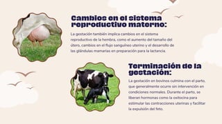 La gestación también implica cambios en el sistema
reproductivo de la hembra, como el aumento del tamaño del
útero, cambios en el flujo sanguíneo uterino y el desarrollo de
las glándulas mamarias en preparación para la lactancia.
Cambios en el sistema
reproductivo materno:
La gestación en bovinos culmina con el parto,
que generalmente ocurre sin intervención en
condiciones normales. Durante el parto, se
liberan hormonas como la oxitocina para
estimular las contracciones uterinas y facilitar
la expulsión del feto.
Terminación de la
gestación:
 