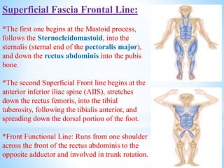 Superficial Fascia Frontal Line:
*The first one begins at the Mastoid process,
follows the Sternocleidomastoid, into the
sternalis (sternal end of the pectoralis major),
and down the rectus abdominis into the pubis
bone.
*The second Superficial Front line begins at the
anterior inferior iliac spine (AIIS), stretches
down the rectus femoris, into the tibial
tuberosity, following the tibialis anterior, and
spreading down the dorsal portion of the foot.
*Front Functional Line: Runs from one shoulder
across the front of the rectus abdominis to the
opposite adductor and involved in trunk rotation.
 