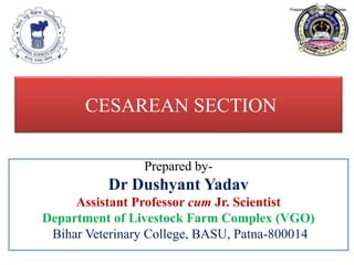 CESAREAN SECTION
Prepared by-
Dr Dushyant Yadav
Assistant Professor cum Jr. Scientist
Department of Livestock Farm Complex (VGO)
Bihar Veterinary College, BASU, Patna-800014
Prepared by Dr Dushyant Yadav
 