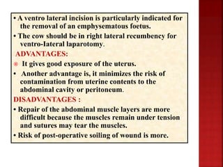 Cesarean section in bovines | PPTX