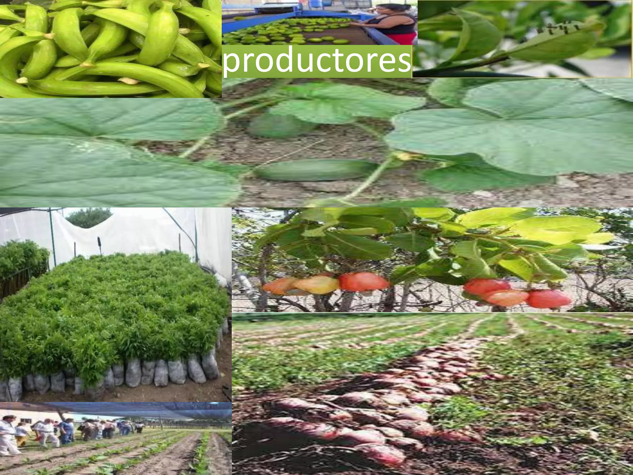 productores
