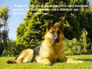 “ Adquirir um cão pode ser a única oportunidade que um ser humano tem para escolher um parente.”  (Mordecai Siega) 