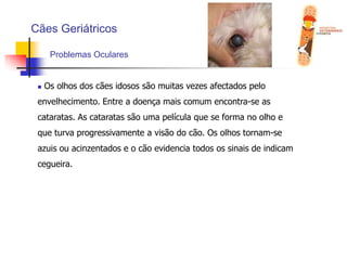  Rotina diária consistente, afim de minimizar o stress;