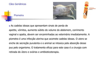  Dieta terapêutica quando necessária.Cães GeriátricosExames geriátricos melhoram a saúde?	 O cão idoso deve ser submetido a avaliações médicas periódicas e realizar exames rotineiros, pois são uma maneira fácil de prevenir doenças comuns na terceira idade. Os exames geriátricos ajudam a estabelecer uma linha de base dos valores do animal saudável e a identificar precocemente os problemas, estendendo e melhorando a qualidade de vida dos mesmos.Cães GeriátricosQual a importância de realizar exames geriátricos de rotina? É a melhor maneira de monitorizar a saúde dos principais órgãos de um animal mais velho;