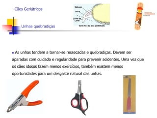  Animais que serão submetidos a procedimentos anestésicos (limpeza dos dentes, cirurgia e outros procedimentos);