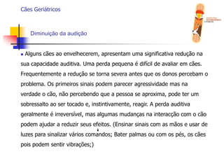  Devemos ama-lo sempre, não deixar de lado nem descuidar dele agora que está tão lindo quando na sua infância, pois o mínimo que se pode fazer é cuidar para que a velhice seja a melhor possível;