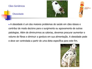  Mesmo com todas as dificuldades vividas pelo animal idoso, ele ainda traz grandes alegrias e carinho para nós;
