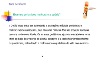 Cães geriátricos