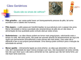 Cães GeriátricosQuais são os sinais de velhice?Pêlo grisalho – por vezes pode haver um branqueamento precoce do pêlo, tal como acontece com o cabelo dos humanos;Pêlo áspero – o pêlo passa por transformações na sua estrutura com o passar dos anos. Menor densidade e menos suavidade são características do pêlo de um cão idoso. A alimentação de boa qualidade pode contudo atenuar estes sinais;Sedentarismo – os cães idosos podem-se tornar mais preguiçosos, valorizando mais o tempo no sofá. Até certo ponto, isto pode ser previsto através do temperamento da raça (há raças que permanecem brincalhonas e mais activas até mais tarde), mas cada cão é diferente e tem a sua própria personalidade. Uma doença pode contribuir para a redução da actividade do animal;Menor apetite – intimamente ligado ao sinal anterior, os cães que abrandam o ritmo de vida, têm necessidade de repor menos energia e por isso, não necessitam de tanta comida. Isto não quer dizer que o cão está a alimentar-se mal, apenas que não tem tanta fome, por não fazer tanto exercício.