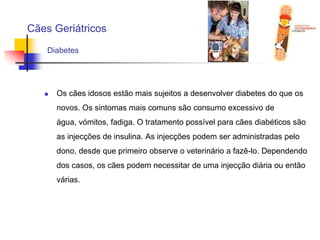 Cães GeriátricosDiabetes	Os cães idosos estão mais sujeitos a desenvolver diabetes do que os novos. Os sintomas mais comuns são consumo excessivo de água, vómitos, fadiga. O tratamento possível para cães diabéticos são as injecções de insulina. As injecções podem ser administradas pelo dono, desde que primeiro observe o veterinário a fazê-lo. Dependendo dos casos, os cães podem necessitar de uma injecção diária ou então várias.