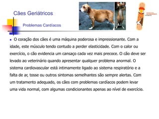 Cães GeriátricosProblemas Cardíacos  O coração dos cães é uma máquina poderosa e impressionante. Com a idade, este músculo tendo contudo a perder elasticidade. Com o calor ou exercício, o cão evidencia um cansaço cada vez mais precoce. O cão deve ser levado ao veterinário quando apresentar qualquer problema anormal. O sistema cardiovascular está intimamente ligado ao sistema respiratório e a falta de ar, tosse ou outros sintomas semelhantes são sempre alertas. Com um tratamento adequado, os cães com problemas cardíacos podem levar uma vida normal, com algumas condicionantes apenas ao nível de exercício.Cães GeriátricosTumores	 Algumas raças estão mais predispostas a desenvolver tumores do que outras. Os tumores podem ser benignos são relativamente comuns e são uma consequência normal do envelhecimento. Mais preocupantes são os tumores malignos que podem exigir cirurgia, quimioterapia, entre outros tratamentos mais agressivos. Apenas o veterinário pode aconselhar os tratamentos mais adequados ao animal. Quanto mais cedo forem detectadas estas situações, maior são as hipóteses de sucesso do tratamento. A escovagem do pêlo é uma boa altura para despistas estas situações. Procure sempre por papos e altos enquanto trata do pêlo do cão. Outros sintomas são a perda de peso, vómito, diarreia, feridas que não saram.Cães GeriátricosProblemas nas Articulações Entre os problemas mais comuns nas articulações que surgem nos cães idosos está a artrite. Dor, inchaço, perda do alcance na passada ou recusa em fazer exercício são os principais sintomas de doenças articulares. As regiões mais afectadas são a anca, os joelhos e os cotovelos dos cães. Em alguns casos pode ser necessário operar o animal, sendo que o principal objectivo é a redução da dor, o que muitas vezes implica a limitação da mobilidade. Outros tratamentos comuns são compostos por medicamentos com o mesmo objectivo de reduzir a dor.Cães GeriátricosProblemas Oculares	 Os olhos dos cães idosos são muitas vezes afectados pelo envelhecimento. Entre a doença mais comum encontra-se as cataratas. As cataratas são uma película que se forma no olho e que turva progressivamente a visão do cão. Os olhos tornam-se azuis ou acinzentados e o cão evidencia todos os sinais de indicam cegueira.Cães GeriátricosProblemas Renais e Urinários	 As inflamações nos rins podem ter vários graus de gravidade, que podem exigir o internamento do cão. Entre os sintomas estão o excesso de sede e de urina. Por vezes a urina pode tornar-se mais escura ou com vestígios de sangue. Nos casos menos graves medicamentos orais e uma dieta especial, podem ser a solução.Cães GeriátricosParalisia	 A lesão de ossos, músculos ou nervos por traumas como quedas, atropelamentos e lesões nervosas provocadas por doenças infecciosas como a cinomose, podem provocar uma dificuldade de locomoção para os animais. No caso de lesões nervosas, a dificuldade de se locomover pode ser parcial, ou seja, o animal sente os membros (reage à dor) mas tem dificuldade para andar, ou total, quando existe ou não sensibilidade nas patas, mas o animal não se locomove (Paralisia). Quando o animal não reage à dor por mais de 24 horas, a paralisia pode ser permanente. Cães GeriátricosParalisia	e incontinência urinária e fecal Também, em cães idosos que apresentam alterações graves na coluna como a hérnia de disco ou “bico de papagaio”.Estes podem ser tratados com medicamentos, cirurgia (em alguns casos) e fisioterapia. Dependendo da lesão sofrida no sistema nervoso, o cão pode não voltar a andar. Associado a esse quadro temos a questão da incontinência urinaria e fecal, ou seja, o animal pode perder o controle voluntário da urina e fezes, o que se torna um grande problema para o proprietário e motivo para a eutanásia em cães com paralisias irreversíveis.Cães GeriátricosParalisia	- Andacão Uma grande ajuda para animais em recuperação e para os casos de paralisia irreversível é o andador para cães. O Andacão, andador ortopédico desenvolvido por Médicos Veterinários e Engenheiros. É indicado para animais que perderam parcial ou totalmente a movimentação ou força de sustentação dos membros posteriores. Em casos que ocorram incontinência urinária ou distúrbios gastrintestinais, o Andacão possui um design avançado, onde o animal pode urinar ou defecar sem que exista a necessidade de retirá-lo do mesmo.  Cães GeriátricosInsuficiência renal crónica	 Quando o rim perde a sua capacidade de selecionar o que é bom ou mau para o organismo e não consegue mais reter a água, temos um quadro de insuficiência renal crónica. Os sinais são emagrecimento, ingestão exagerada de água, urina em grandes quantidades, perda de apetite, vómitos e anemia. Esta doença pode levar a morte, pois o rim é o filtro do organismo. Ele deixa passar substancias importantes como vitaminas e retém toxinas que deveria eliminar. Porém, a hemodiálise pode ser realizada e também, pode ser realizado o transplante renal.Cães GeriátricosPiometra	 As cadelas idosas que apresentam sinais de perda de apetite, vómitos, aumento súbito do volume do abdomem, corrimento vaginal e apatia, devem ser encaminhadas ao veterinário imediatamente. A piometra é uma infecção uterina que acomete cadelas idosas. O utero se enche de secreção purulenta e o animal se intoxica pela absorção desse pus pelo organismo. O tratamento eficaz para este caso é a cirurgia com retirada do útero e ovários e antibioticoterapia.Cães GeriátricosDoença gengival ou periodontite	 A perda dos dentes é algo que o dono pode e deve prevenir. A partir de uma certa idade, o tártaro dentário tende a acumular-se entre os dentes e as gengivas causando a doença gengival ou periodontite. Os animais devem ser avaliados anualmente e a prevenção e/ou remoção do tártaro devem ser feitos. Quando é feita a limpeza de tártaro tardiamente, muitos dentes já estão perdidos. Alimentar o animal com ração seca pode ajudar a prevenir o tártaro. Rotinas dentais como ter “ossos verdadeiros” ou “couro” para roer, escovação dental com escova apropriada e fazer check-ups periódicos. Cães GeriátricosCalos	 É comum para cães idosos de raças maiores desenvolver calos nos cotovelos. Parte da razão para isto acontecer é a tendência dos cães idosos serem menos activos e permanecerem mais tempo deitados, especialmente em superfícies muito duras e ásperas. Providenciar uma cama acolchoada e macia, almofadas, pode diminuir o problema. Também os cremes ou óleos amaciam a região. Cães GeriátricosEutanásia	 O aparecimento destas doenças não significa que nada há a fazer e que o melhor é deixar o animal morrer. Pelo contrário, muitas destas doenças acarretam dor e com o tratamento adequado, a qualidade de vida do animal pode ser assegurada, prolongado também a sua vida. Contudo, se o tratamento não for suficiente para minimizar a dor e o sofrimento, a eutanásia, pode ser uma opção a ponderar. A eutanásia é feita através de uma injecção indolor que faz efeito em poucos segundos.Cães GeriátricosDando conforto a cão idoso	 Nesta fase da vida, o cão idoso está menos móvel. Ele irá passar mais tempo deitado em um lugar. Não permita que fique deitado em um local húmido e frio ou no sol quente por muito tempo. Mantenha a cama em um local quente, livre de ventania e que seja bem acolchoada. Deixe a cama facilmente acessível. Se tiver dificuldade em subir escadas, coloque um portão para evitar acidentes. Também, os sentidos do animal idoso começam a falhar, podendo ficar desorientado. Então não faça muitas mudanças na casa ou em sua rotina normal. Tente não deixá-lo só por longos períodos, especialmente em lugares estranhos.    Cães GeriátricosNutrição	 Sabe-se que no cão idoso o metabolismo basal e a massa muscular diminui, bem como as necessidades energéticas. Uma das descobertas mais surpreendentes é a maior necessidade de proteína na dieta dos cães a fim de preservar sua massa muscular. Essa descoberta é exactamente oposta à crença, de que os cães mais velhos deveriam receber menos proteína e que seu excesso poderia ser prejudicial ao estado geral do cão, e especialmente prejudicial ao fígado e aos rins. Contudo, estudos recentes comprovam que o corpo dos cães mais idosos exige mais proteína para manter sua massa muscular em forma.Cães GeriátricosMudanças no pêlo e na pele	 O cão idoso apresenta uma gradual embranquecimento dos pêlos, principalmente no focinho e ao redor dos olhos. O pêlo torna-se mais fininho e sem brilho, podendo isto ser sintoma de doença ou deficiências nutricionais. Assim, podem necessitar de escovação mais frequente, com especial atenção ao abdómen e à área anal. A escovação é óptima para detectar pequenos tumores na pele ou outros problemas (apalpar o abdómen e mamas em busca de qualquer suspeita). Também, podem surgir verrugas que não devem ser removidas. Tumores cancerosos também podem ocorrer.   Cães GeriátricosUnhas quebradiças	 As unhas tendem a tornar-se ressecadas e quebradiças. Devem ser aparadas com cuidado e regularidade para prevenir acidentes. Uma vez que os cães idosos fazem menos exercícios, também existem menos oportunidades para um desgaste natural das unhas.Cães GeriátricosDisplasia da glândula anal (constipação) 	 A medida que os cães envelhecem, o movimento da comida através do aparelho digestivo torna-se mais lento. Isto pode resultar em constipação, sendo mais comum em cães com dor ao defecar. Também, a inactividade contribui para a constipação, podendo ser sintoma de outras doenças. Dietas com maior quantidade de fibras e laxativos, podem ser recomendados. É importante que o cão disponha de água fresca à vontade. Cães GeriátricosSistema imunológico	 Outra decorrência do envelhecimento, o sistema imunológico já não funciona de modo eficiente e o cão idoso está mais sujeito a desenvolver doenças infecciosas e nestes casos, a infecção se apresenta com mais gravidade do que num cão jovem. É importante manter a vacinação em dia. Infestações de pulgas, carraças e vermes devem ser imediatamente combatidas.Cães GeriátricosDiminuição da capacidade respiratória	 Os pulmões também perdem a sua elasticidade durante o processo de envelhecimento e a capacidade de oxigenar o sangue também pode estar diminuída. Alguns problemas cardíacos podem fazer refluir líquidos para os pulmões, que ocupam o espaço do ar tornando o cão ofegante e facilmente cansável. Cães idosos também tem mais tendência a terem infecções respiratórias.   Cães GeriátricosDiminuição da função do fígado	 Apesar de o fígado ser um órgão incrível e único na sua capacidade de regeneração, envelhece do mesmo modo que os demais órgãos do corpo. Sua habilidade de desintoxicar o sangue e de produzir numerosas enzimas e proteínas diminui com a idade. Algumas vezes as enzimas podem estar aumentadas de forma anormal num animal aparentemente normal e saudável. Outras vezes num animal com doença hepática aparente, a análise das enzimas acusa um resultado normal. Isto dificulta bastante a interpretação destes testes. O fígado metaboliza muitos medicamentos e anestésicos, logo a dose destas drogas deve ser reduzida se a função hepática já não está mais normal. Cães GeriátricosMudanças na função glandular	 Algumas glândulas tendem a produzir menos hormonios à medida em que envelhecem, outras, ao contrário, a produzir mais. Problemas hormonais são comuns em cães idosos, e a propensão de criarem problemas está, com frequência, relacionada com a raça e ou a linhagem. Os Golden Retrievers, por exemplo, tem uma tendência muito grande a desenvolverem hipotiroidismo. Exames de sangue auxiliam a diagnosticar tais doenças, muitas das quais são tratáveis com medicação humana.Cães GeriátricosAlargamento da próstata	 Quando um macho que não foi castrado, chega aos 8 anos de idade, ele tem 80% de probalidades de desenvolver doenças da próstata, mas estas raramente são cancerosas. Na maioria dos casos a próstata apenas alarga-se. O alargamento da próstata pode causar problemas para urinar ou defecar. Cães machos idosos, especialmente os não castrados, deveriam ter a sua glândula checada regularmente. O risco destas doenças é grandemente reduzido se o cão for castrado.Cães GeriátricosMudança nas glândulas mamárias	 As fêmeas podem desenvolver algum enrijemento das glândulas mamárias, com a idade, devido a infiltração de tecido fibroso. Cancro de mama, em fêmeas não castradas, é bastante comum. O cancro da mama é um tumor mais comum da fêmea idosa e também o mais maligno. As fêmeas idosas devem ter suas mamas checadas pelo veterinário regularmente e também por seus donos: basta virá-las de barriga para cima e apalpar suavemente cada mama, em busca de nódulos duros, verrugas ou outras alterações. Cães GeriátricosSistema nervoso	 À medida em que os animais envelhecem, células nervosas morrem e não são substituídas. Às vezes, algumas proteínas também podem acumular-se nas células nervosas e impedi-las de funcionar correctamente e a comunicação entre as células nervosas pode ficar alterada. Para alguns cães, as mudanças no seu sistema nervoso podem ser suficientemente grandes para causar alterações de comportamento. A estas alterações chamamos disfunção cognitiva. Cães GeriátricosMudanças comportamentais ou disfunção cognitiva	 Os cães idosos podem ter um decréscimo na sua capacidade de lidar com o stress e isto também pode resultar em mudanças comportamentais (ou  disfunção cognitiva). A ansiedade da separação, agressão, irritabilidade, fobias e crescente vocalização podem aparecer ou tornarem-se mais agudas, em cães idosos. Vários medicamentos combinados com técnicas amorosas de modificação comportamental podem ajudar a resolver ou diminuir alguns destes problemas.Cães GeriátricosDiminuição da audição 	 Alguns cães ao envelhecerem, apresentam uma significativa redução na sua capacidade auditiva. Uma perda pequena é difícil de avaliar em cães. Frequentemente a redução se torna severa antes que os donos percebam o problema. Os primeiros sinais podem parecer agressividade mas na verdade o cão, não percebendo que a pessoa se aproxima, pode ter um sobressalto ao ser tocado e, instintivamente, reagir. A perda auditiva geralmente é irreversível, mas algumas mudanças na interacção com o cão podem ajudar a reduzir seus efeitos. (Ensinar sinais com as mãos e usar de luzes para sinalizar vários comandos; Bater palmas ou com os pés, os cães pois podem sentir vibrações;) Cães GeriátricosObesidade	 A obesidade é um dos maiores problemas de saúde em cães idosos e contribui de modo decisivo para o surgimento ou agravamento de outras patologias. Além de diminuirmos as calorias, devemos procurar aumentar o volume de fibras e diminuir a gordura em sua alimentação. A obesidade pode e deve ser controlada a partir de uma dieta específica para este fim.Cães GeriátricosGuia geral de recomendações de alimentação para cães idosos Manter a saúde e o peso ideal para a idade;