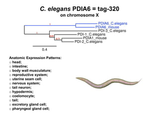 C. elegans PDIA6 = tag-320
                            on chromosome X




Anatomic Expression Patterns:
o head;
o intestine;
o body wall musculature;
o reproductive system;
o uterine seam cell;
o nervous system;
o tail neuron;
o hypodermis;
o coelomocyte;
o tail;
o excretory gland cell;
o pharyngeal gland cell;
 