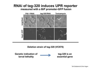 RNAi of tag-320 induces UPR reporter
     measured with a BiP promoter-GFP fusion




           Deletion strain of tag-32...