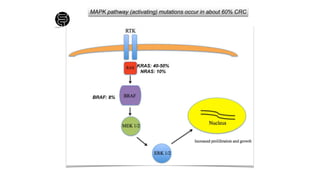 MAPK pathway (activating) mutations occur in about 60% CRC
KRAS: 40-50%
NRAS: 10%
BRAF: 8%
 
