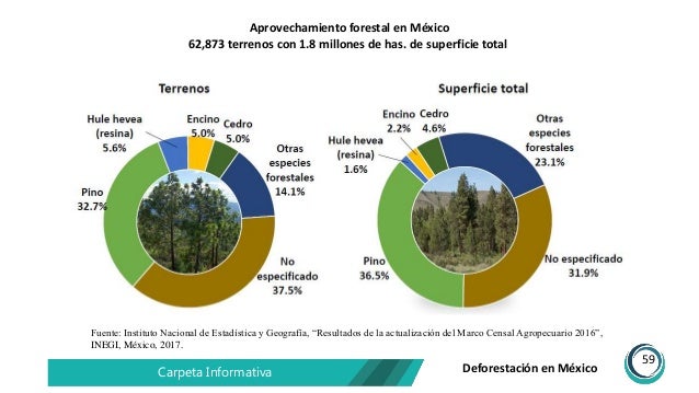 Mexico En El Top 5 De Paises Con Mayor Deforestacion Images Mexico En El Top 5 De Paises Con Mayor Deforestacion Images