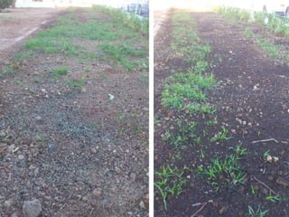 Darreres actuacions al parc Tirant Lo Blanch