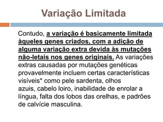Variação Limitada
Contudo, a variação é basicamente limitada
àqueles genes criados, com a adição de
alguma variação extra devida às mutações
não-letais nos genes originais. As variações
extras causadas por mutações genéticas
provavelmente incluem certas características
visíveis* como pele sardenta, olhos azuis,
cabelo loiro, inabilidade de enrolar a língua,
falta dos lobos das orelhas, e padrões de
calvície masculina.
 