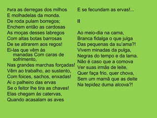 Para as derregas dos milhos       E se fecundam as ervas!...
E molhadelas da monda.
De roda pulam borregos;           II
Enchem então as cardosas
As moças desses labregos          Ao meio-dia na cama,
Com altas botas barrosas          Branca fidalga o que julga
De se atirarem aos regos!         Das pequenas da su’ama?!
Ei-las que vêm às                 Vivem minadas da pulga,
   manadas Com caras de           Negras do tempo e da lama.
   sofrimento,                    Não é caso que a comova
Nas grandes marchas forçadas!     Ver suas irmãs de leite,
Vêm ao trabalho, ao sustento,     Quer faça frio, quer chova,
Com foices, sachos, enxadas!      Sem um mamã que as deite
Ai o palheiro das ervas           Na tepidez duma alcova?!
Se o feitor lhe tira as chaves!
Elas chegam às catervas,
Quando acasalam as aves
 