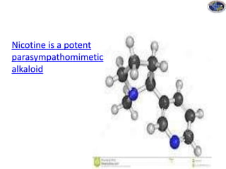 Nicotine is a potent
parasympathomimetic
alkaloid
 