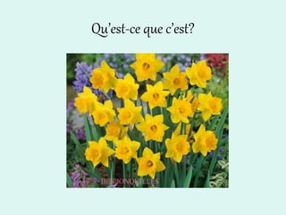Qu’est-ce que c’est?
DES JONQUILLES
 