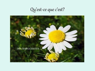 Qu’est-ce que c’est?
DES MARGUERITES
 