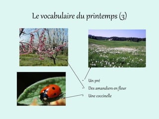 Le vocabulaire du printemps (3)
• Un pré
• Des amandiers en fleur
• Une coccinelle
 
