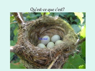 Qu’est-ce que c’est?
Un nid
 