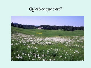 Qu’est-ce que c’est?
Un pré
 