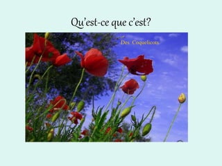 Qu’est-ce que c’est?
Des Coquelicots
 