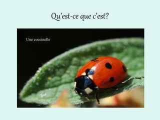 Qu’est-ce que c’est?
Une coccinelle
 