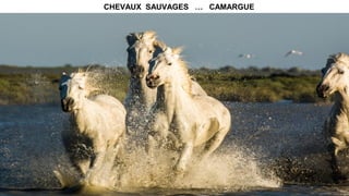 CHEVAUX SAUVAGES … CAMARGUE
 