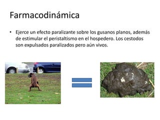 Farmacodinámica
• Ejerce un efecto paralizante sobre los gusanos planos, además
de estimular el peristaltismo en el hospedero. Los cestodos
son expulsados paralizados pero aún vivos.
 