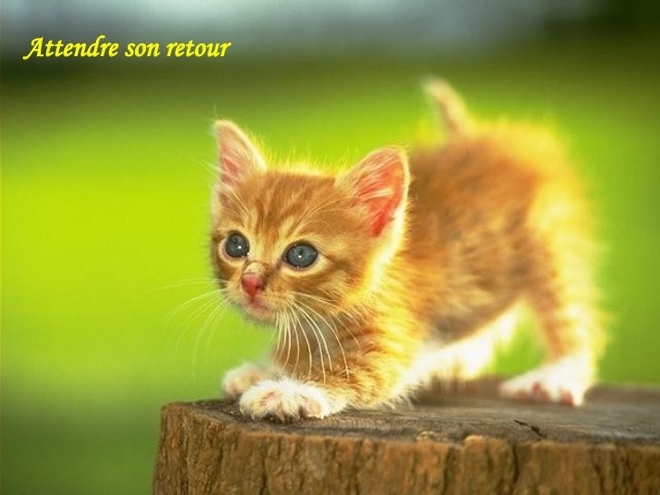 C Est L Amour