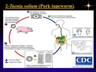 2-Taenia solium (Pork tapeworm).
 