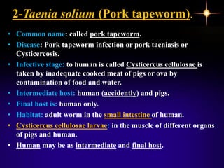 2-Taenia solium (Pork tapeworm).
• Common name: called pork tapeworm.
• Disease: Pork tapeworm infection or pork taeniasis or
Cysticercosis.
• Infective stage: to human is called Cysticercus cellulosae is
taken by inadequate cooked meat of pigs or ova by
contamination of food and water.
• Intermediate host: human (accidently) and pigs.
• Final host is: human only.
• Habitat: adult worm in the small intestine of human.
• Cysticercus cellulosae larvae: in the muscle of different organs
of pigs and human.
• Human may be as intermediate and final host.
 